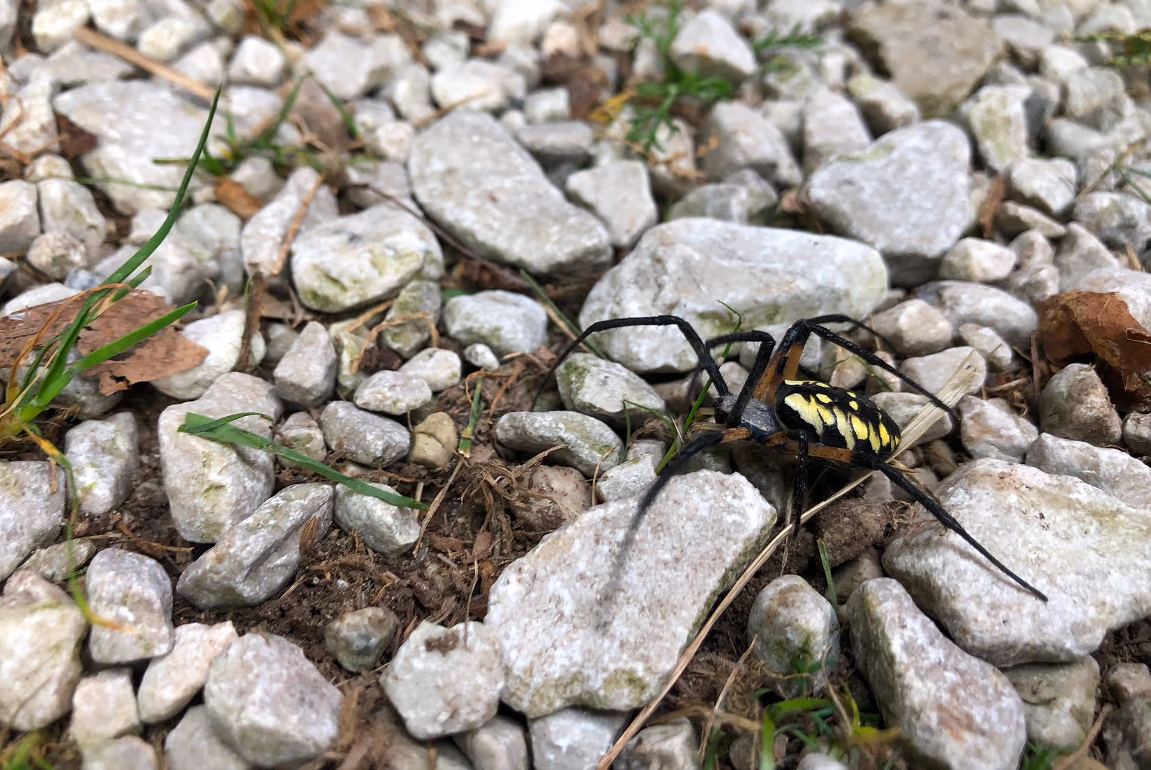 spider on rocks outside