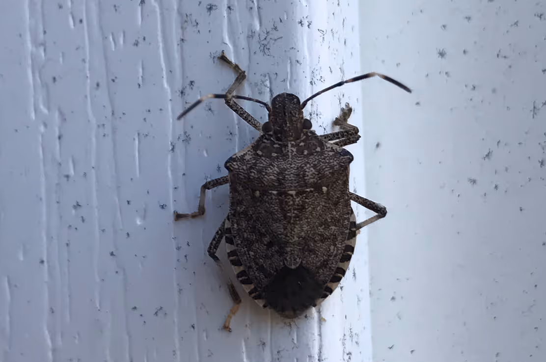 stinkbug