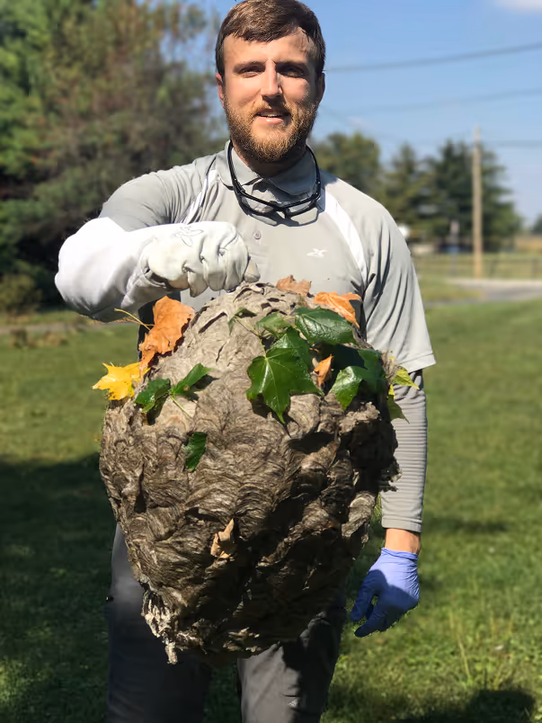 a wasp nest after removal outside