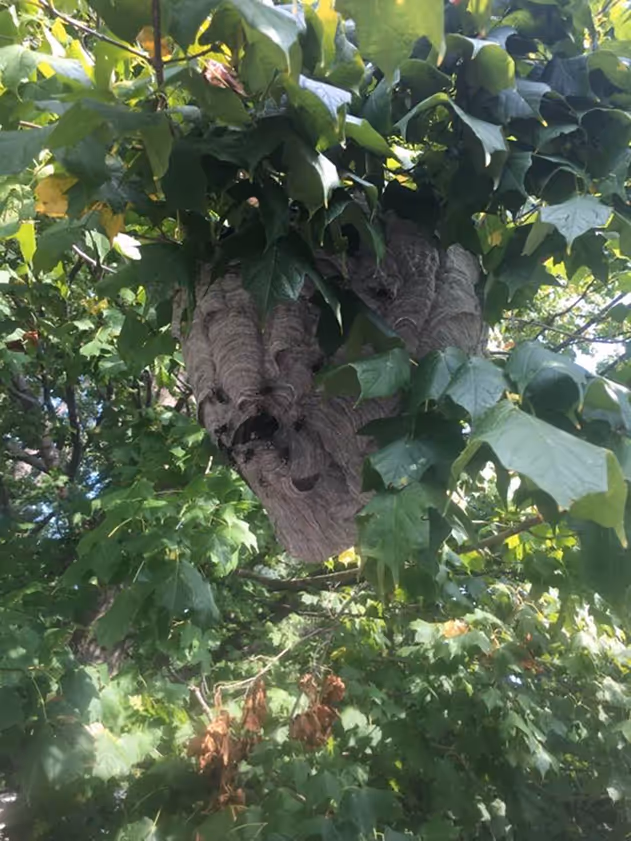 a wasp nest in a tree