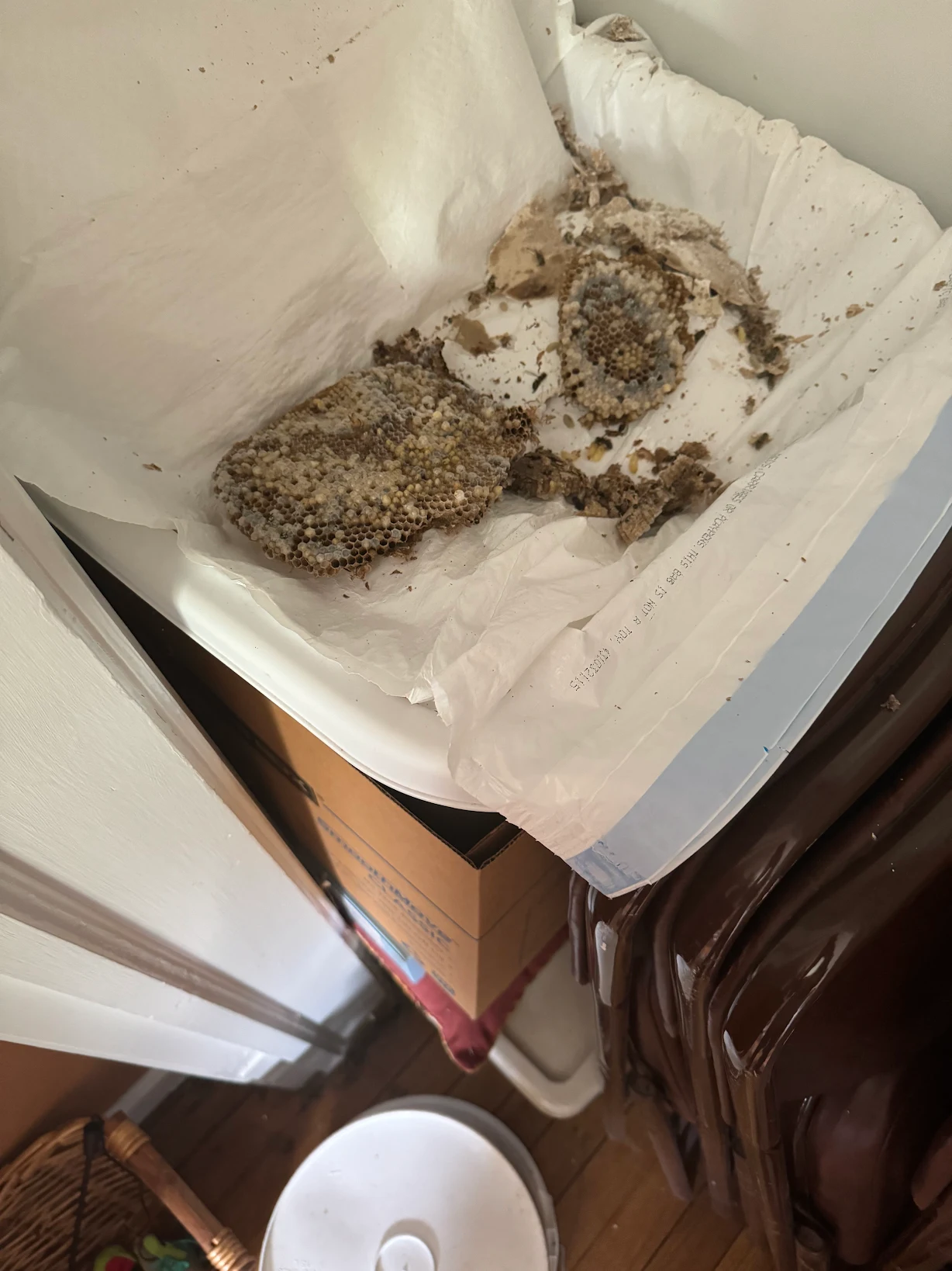 a wasp nest after removal
