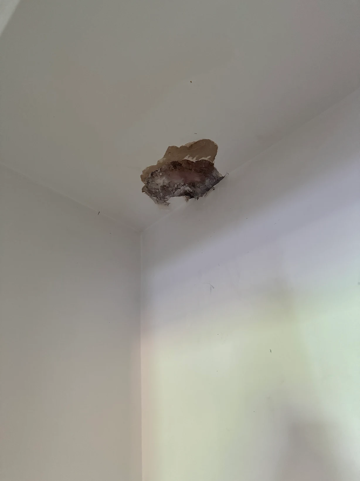 wasp nest indoors
