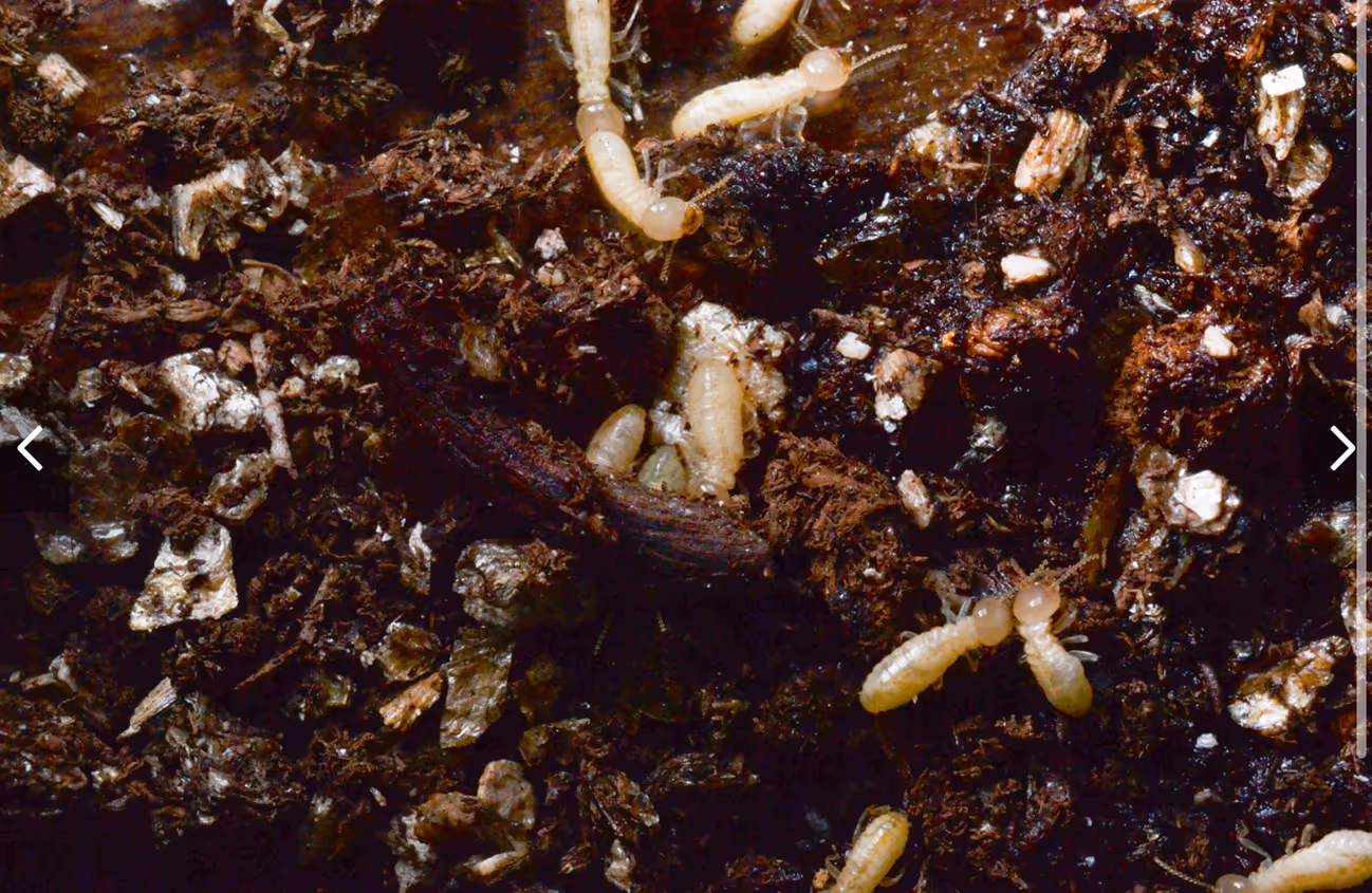 termites