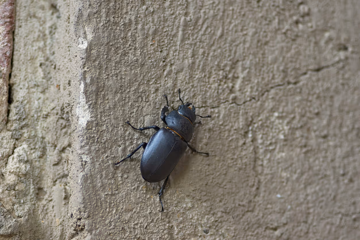 a powderpost beetle