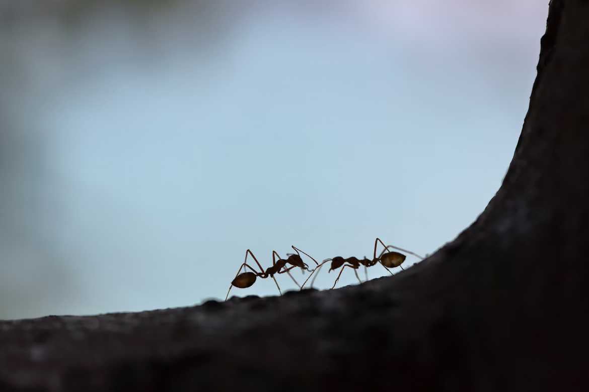ants by a tree
