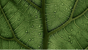 Better Flags | CiClO Flags | Close-up of a green leaf showing detailed veins and water droplets on its surface.