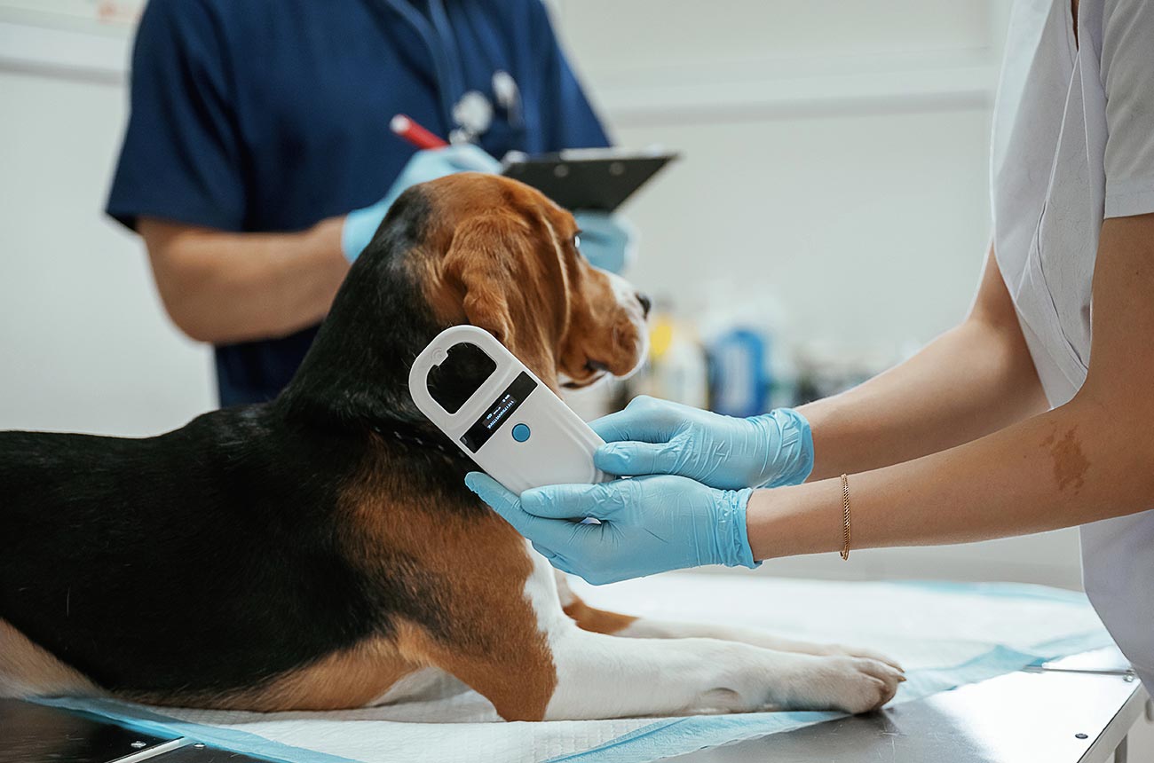 Veterinarian in blue gloves scans a beagle dog with a microchip reader, verifying pet identity and health during a veterinary exam.