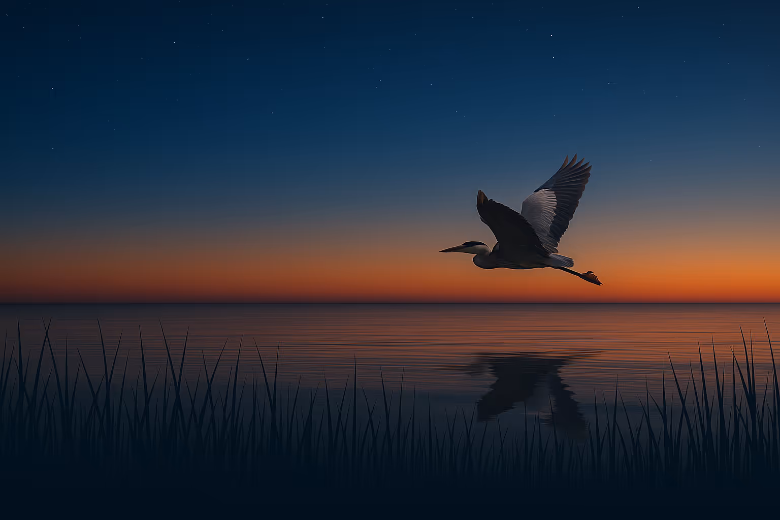 Un héron volant au-dessus de l'eau calme au crépuscule avec des herbes en premier plan et un ciel étoilé.