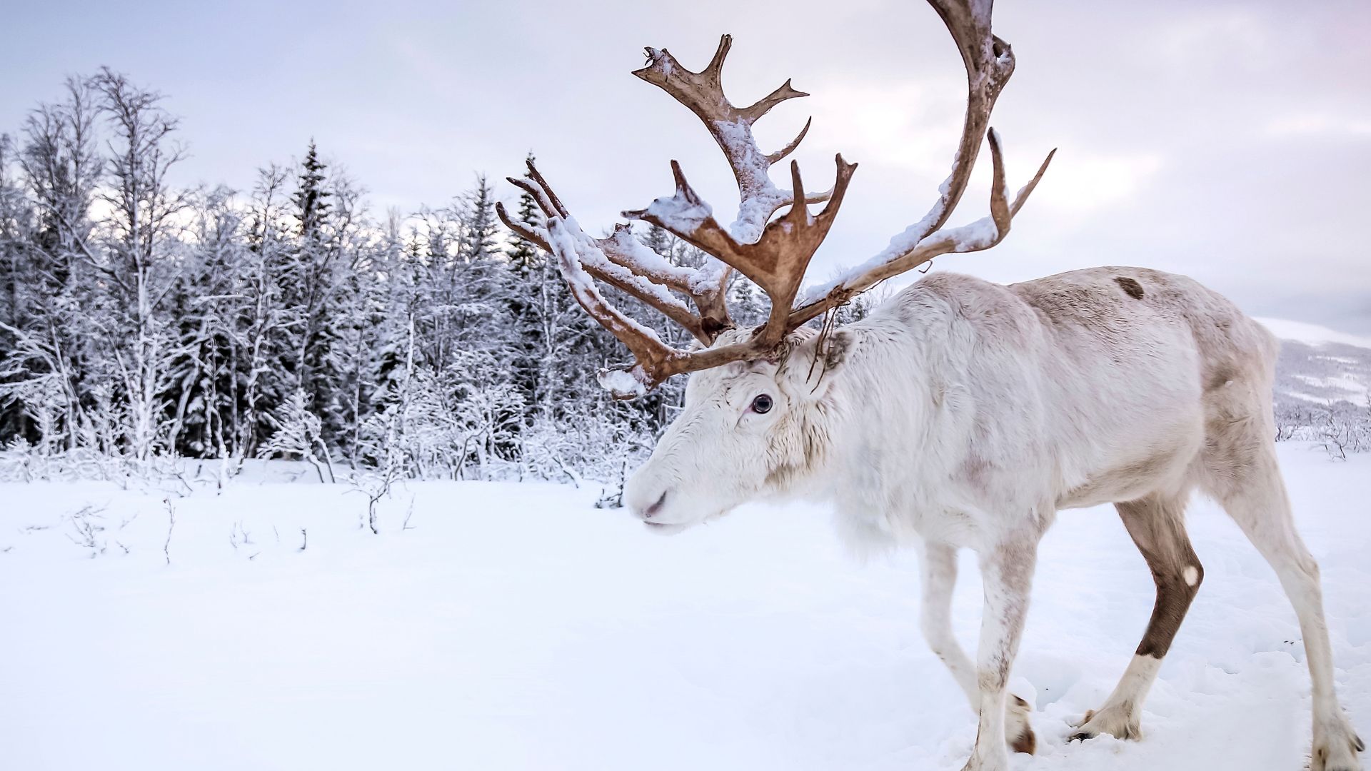 Joining us for a reindeer sledding - Authentic North
