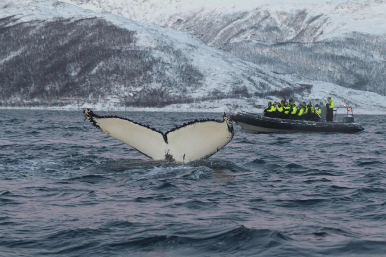 Tromsø is one of the best places in the world for whale watching