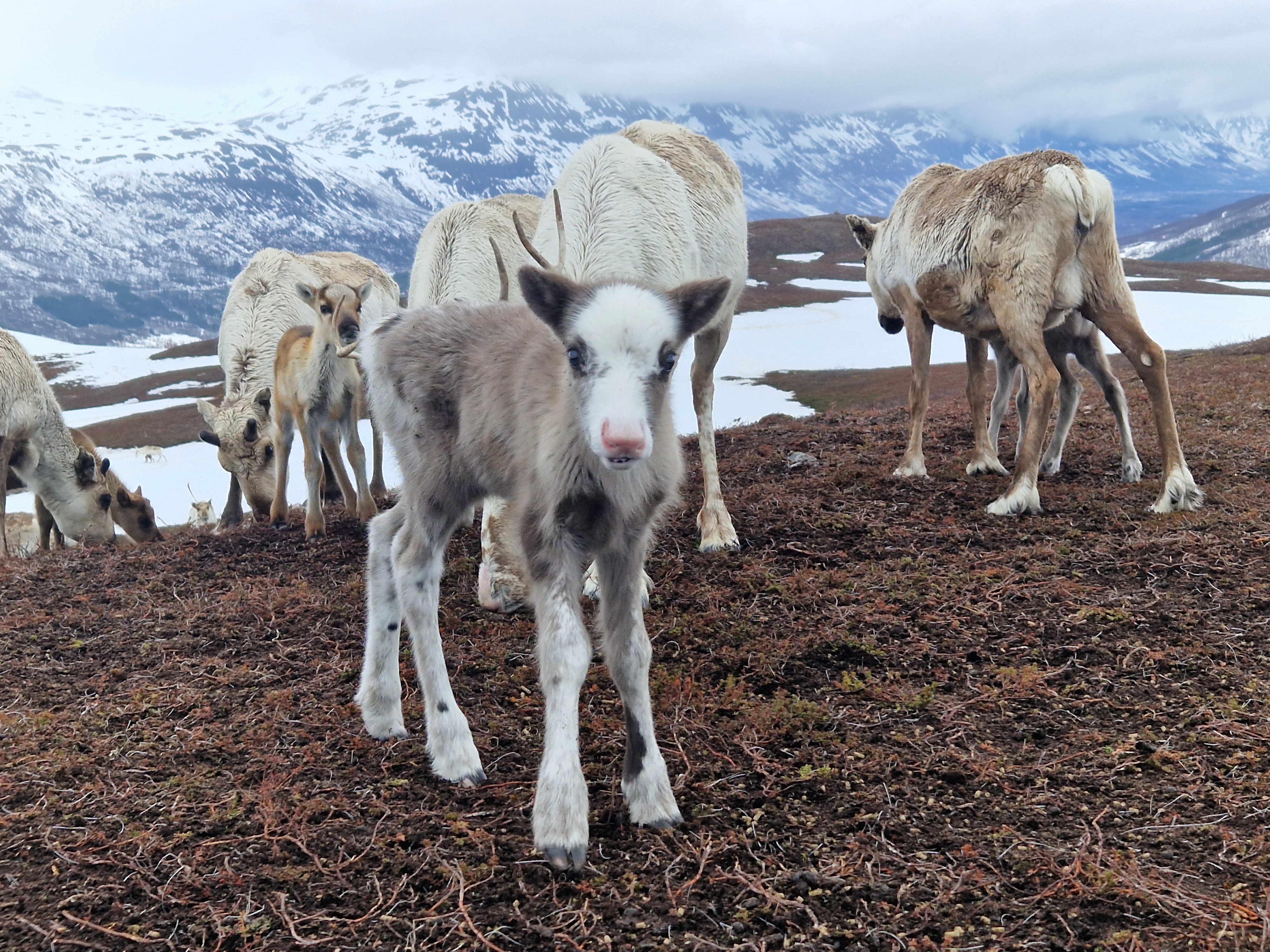 Feed the Reindeer - Day Tour Malangen 