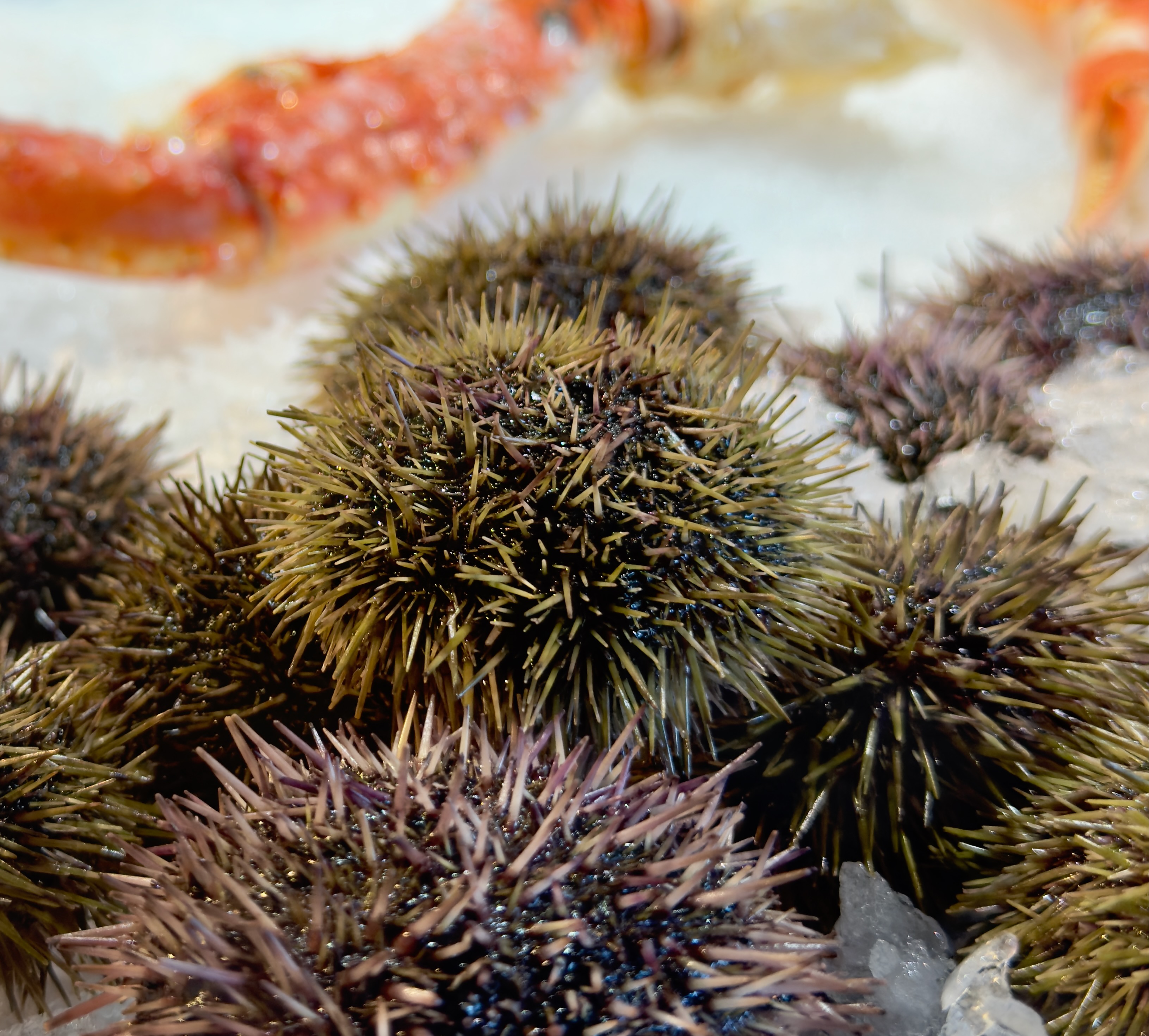 Northern Norwegian Food Traditions: Chefs Innovating Local Cuisine