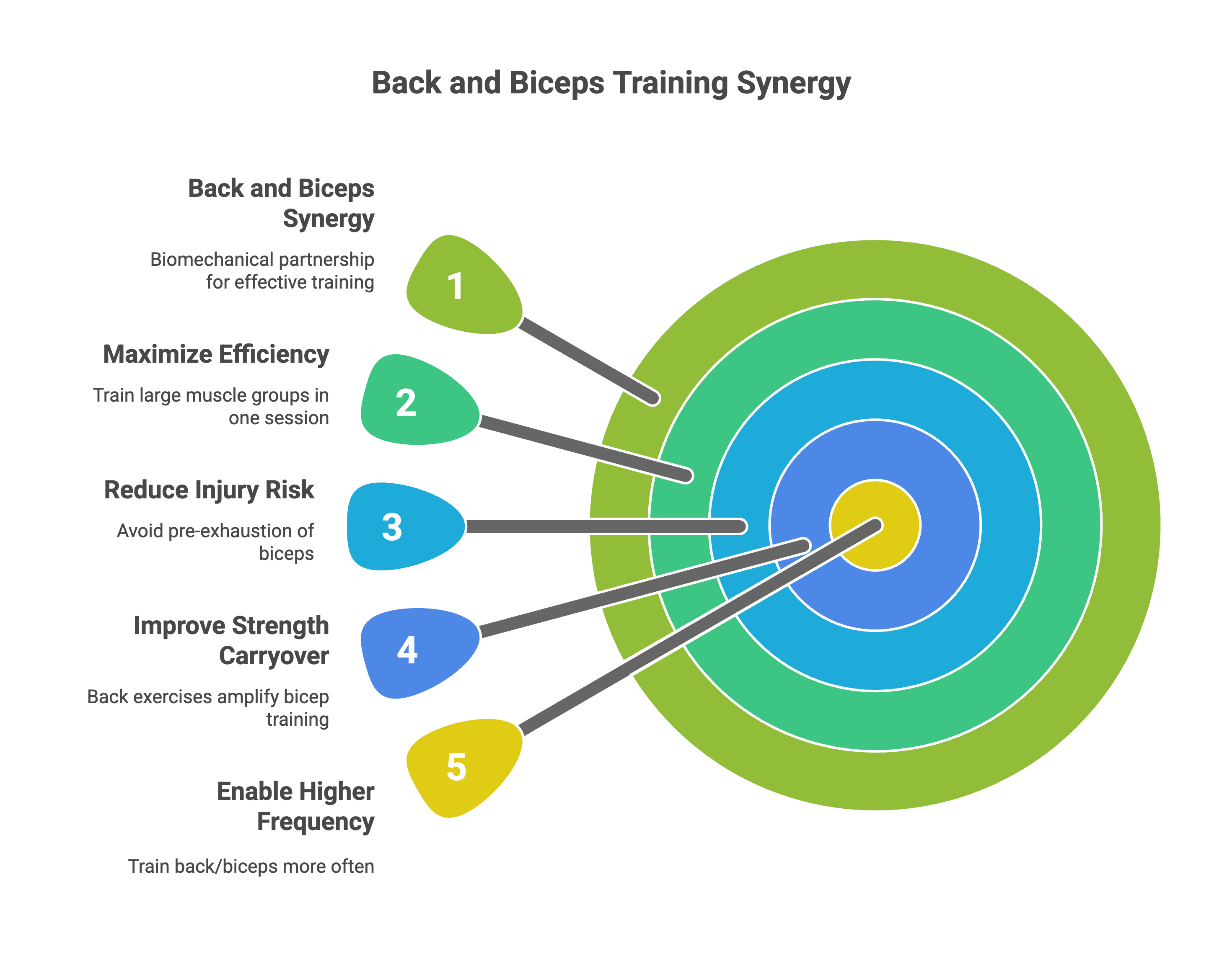 A infographic showing why back and bicep workouts go together