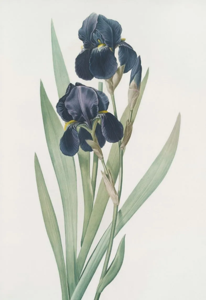 Aquarellzeichnung von zwei dunkelblauen Irisblumen mit langen grünen Blättern vor hellem Hintergrund.