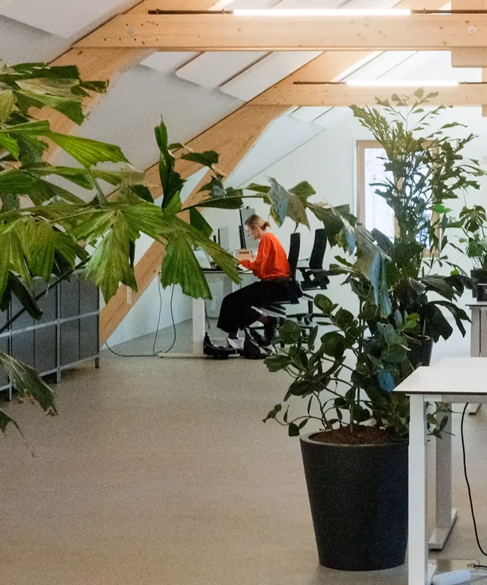 Person in rotem Pullover arbeitet an einem Computer in einem modernen Büro mit vielen grünen Pflanzen und sichtbaren Dachbalken.