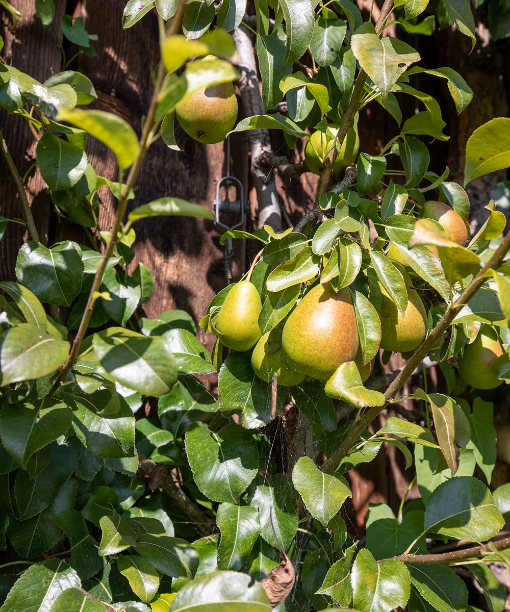 Birnenbaum mit reifen grünen und leicht rötlichen Birnen vor einem Holzzaun.