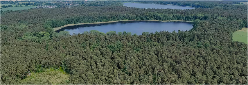 Forest with Lake