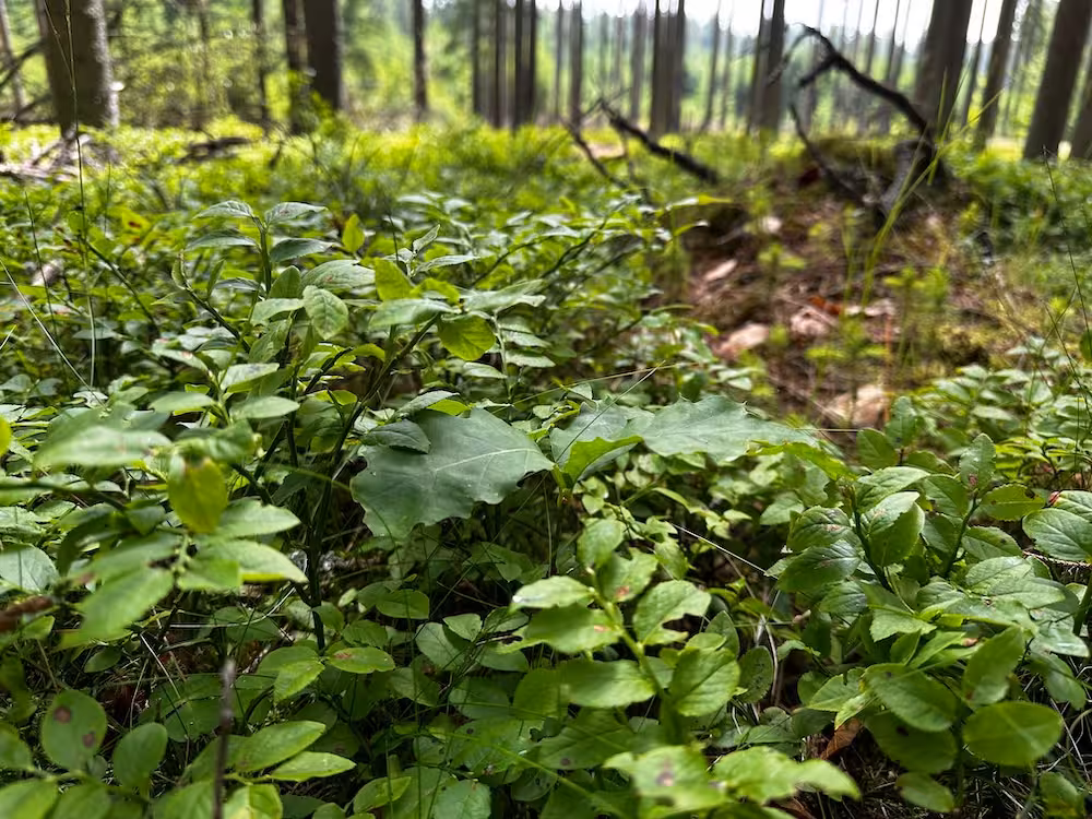 Nahaufnahme von grünem Laub und Bodendeckern im Wald mit Baumstämmen im Hintergrund.