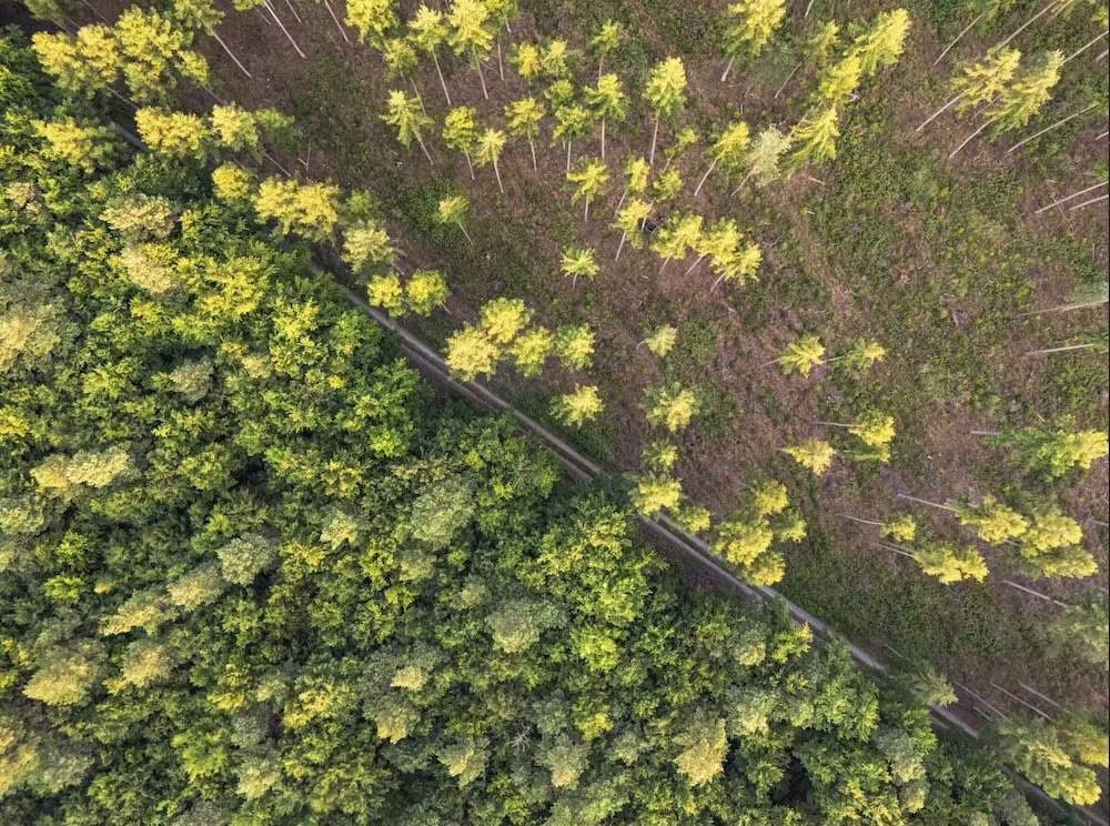 Side-by-side comparison of a monoculture forest and a diverse forest
