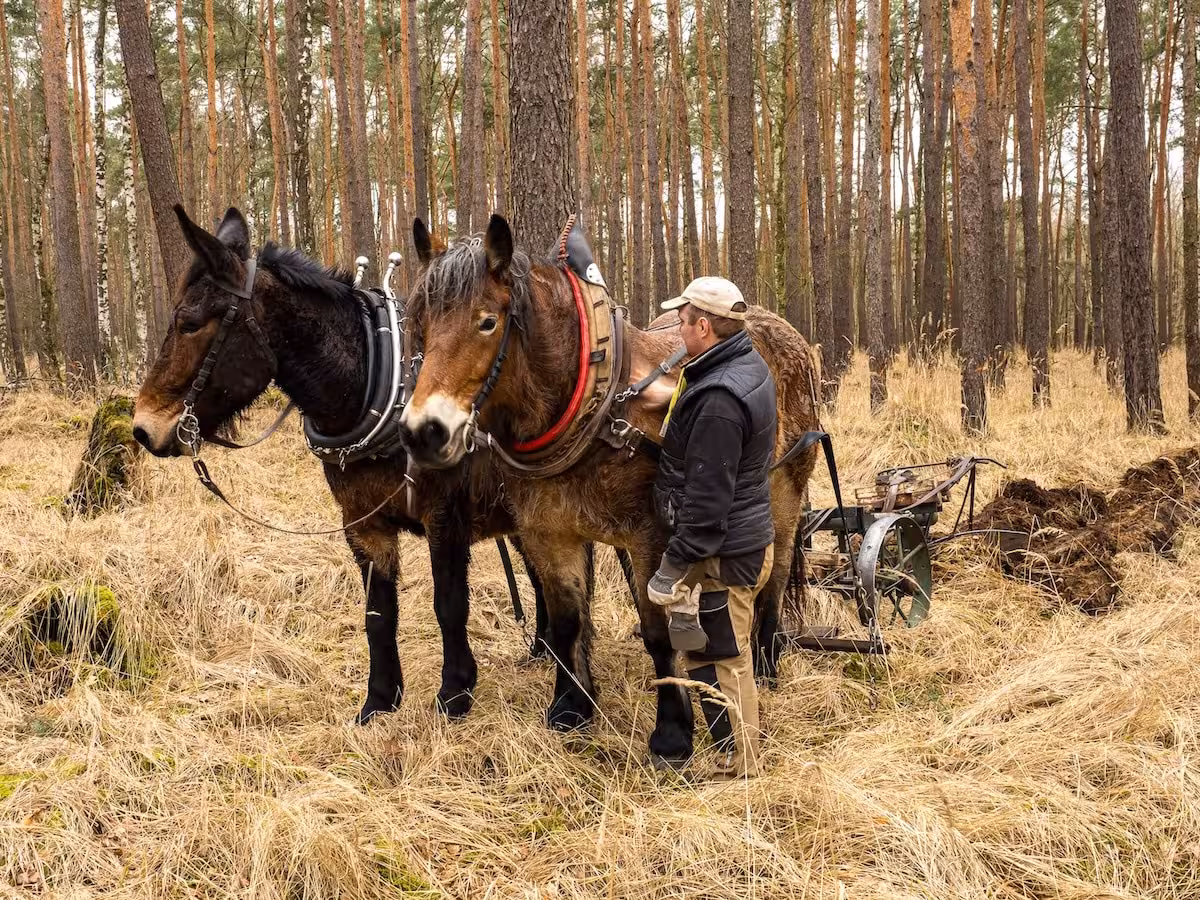 Two horeses and a person in the forest