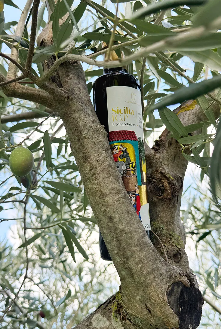 Bottle of Sicilia I.G.P. Italian olive oil hanging in an olive tree among green leaves and olives.
