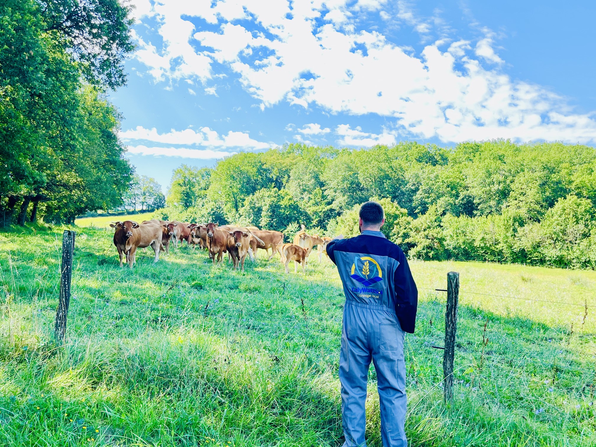 agrivoltaisme pâturage