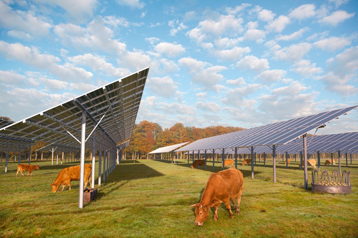 Panneaux photovoltaïques et vaches