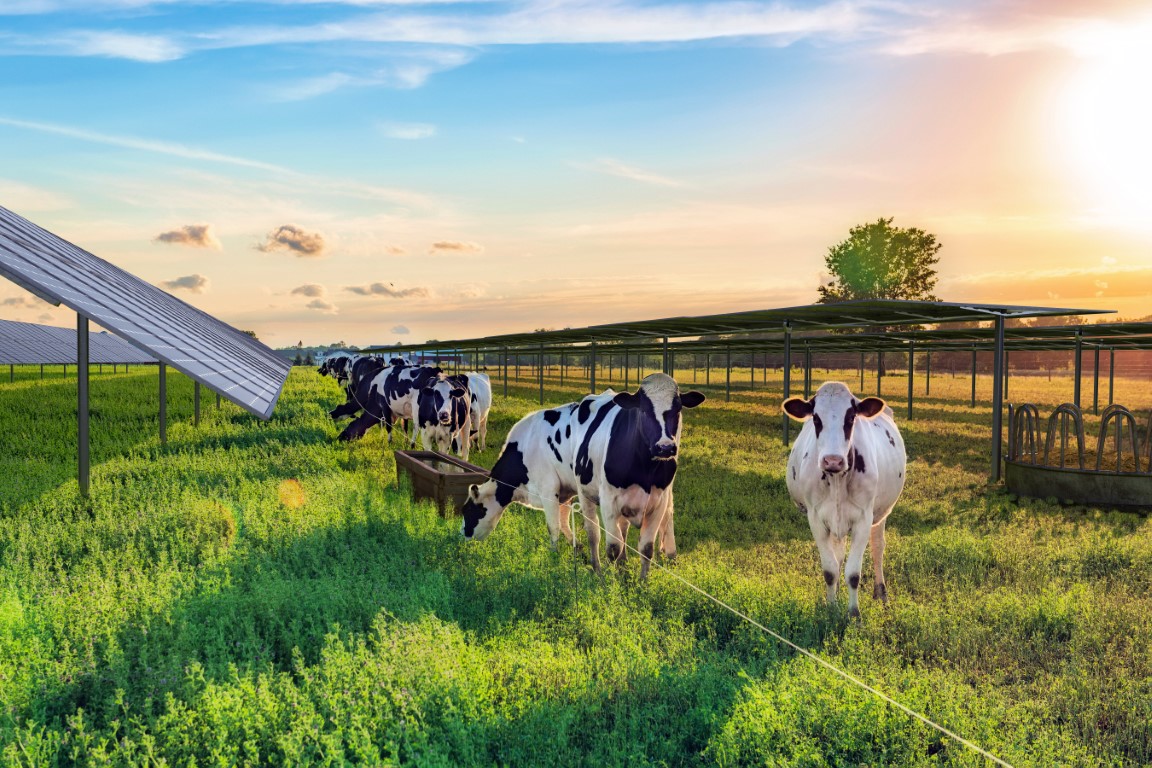 Bovins et trackers solaires en pâturage tournant dynamique