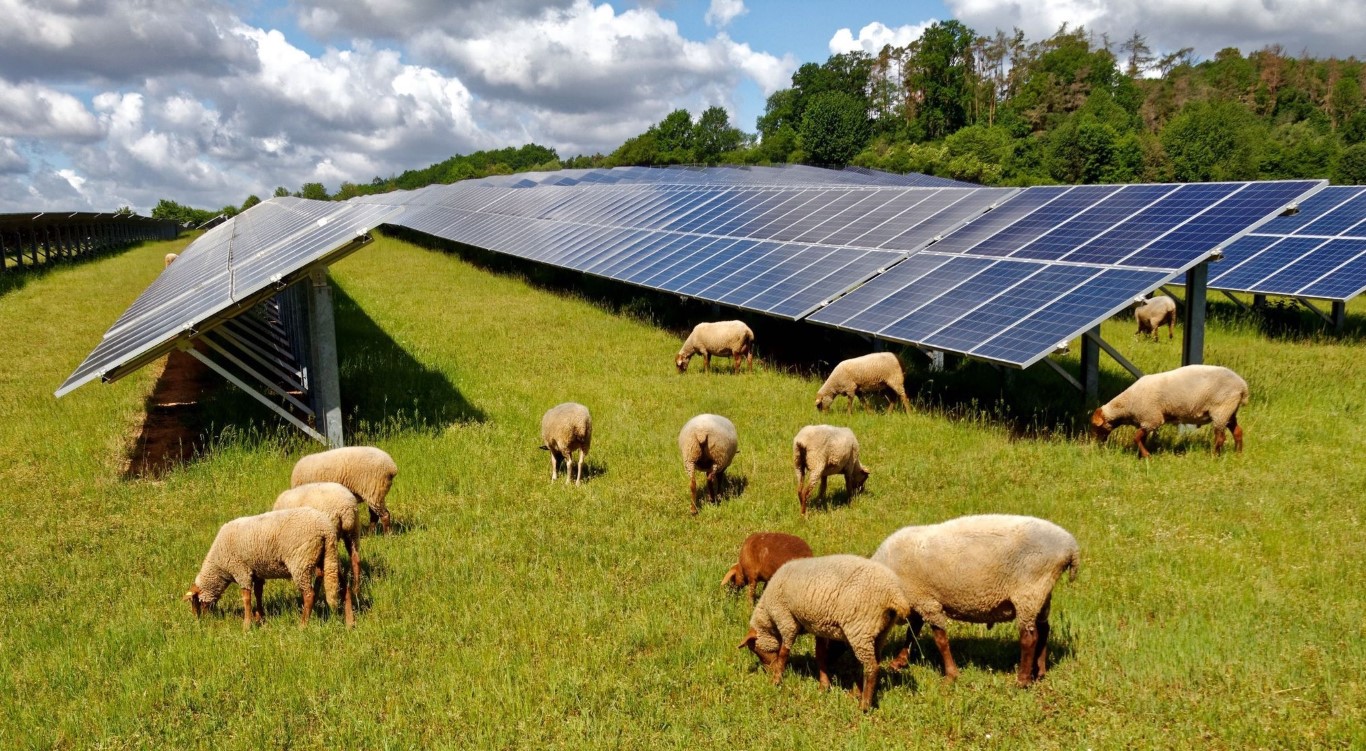 Panneaux photovoltaïques et moutons