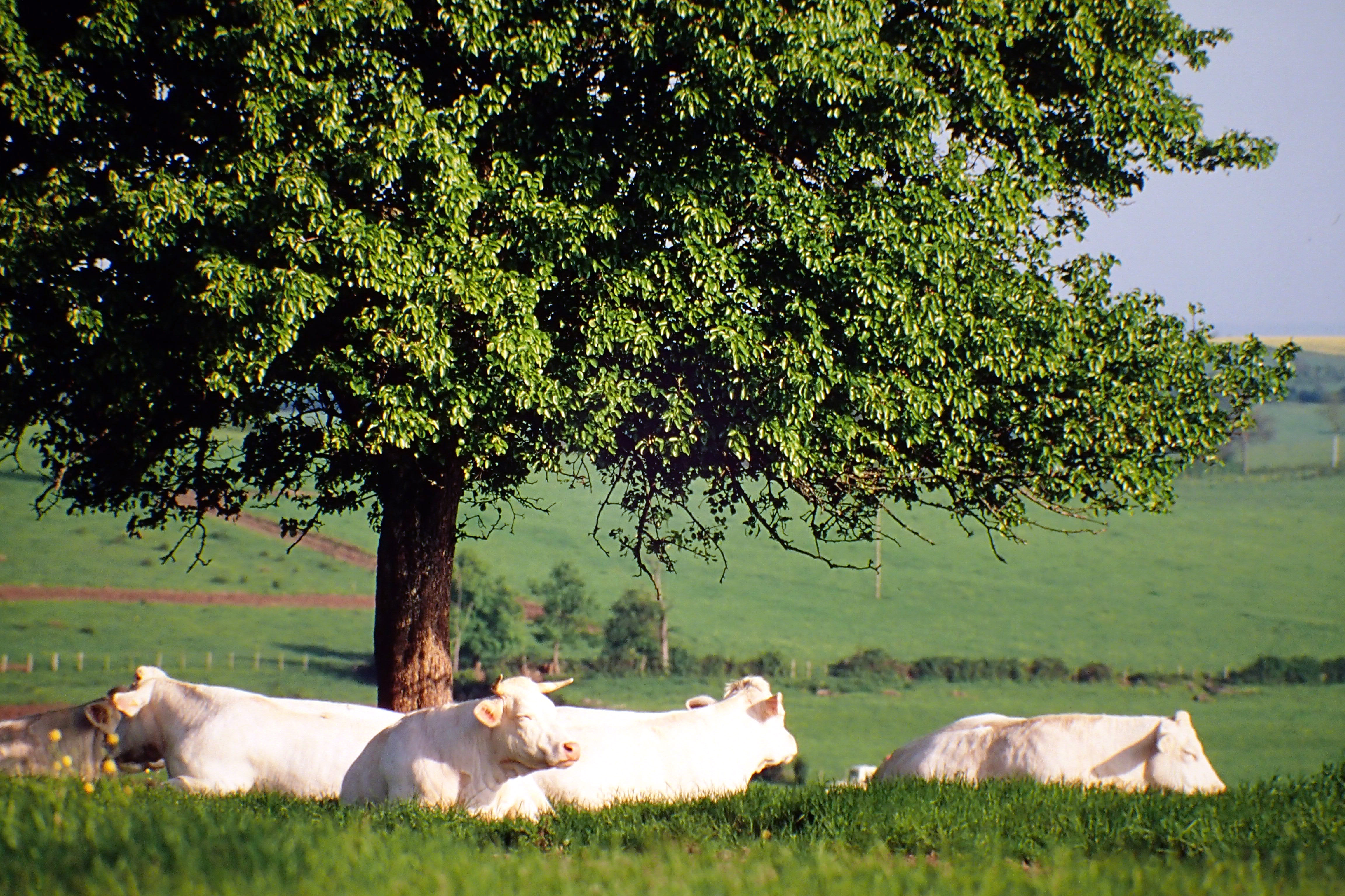 vue de côté panneaux photovoltaïque fixe