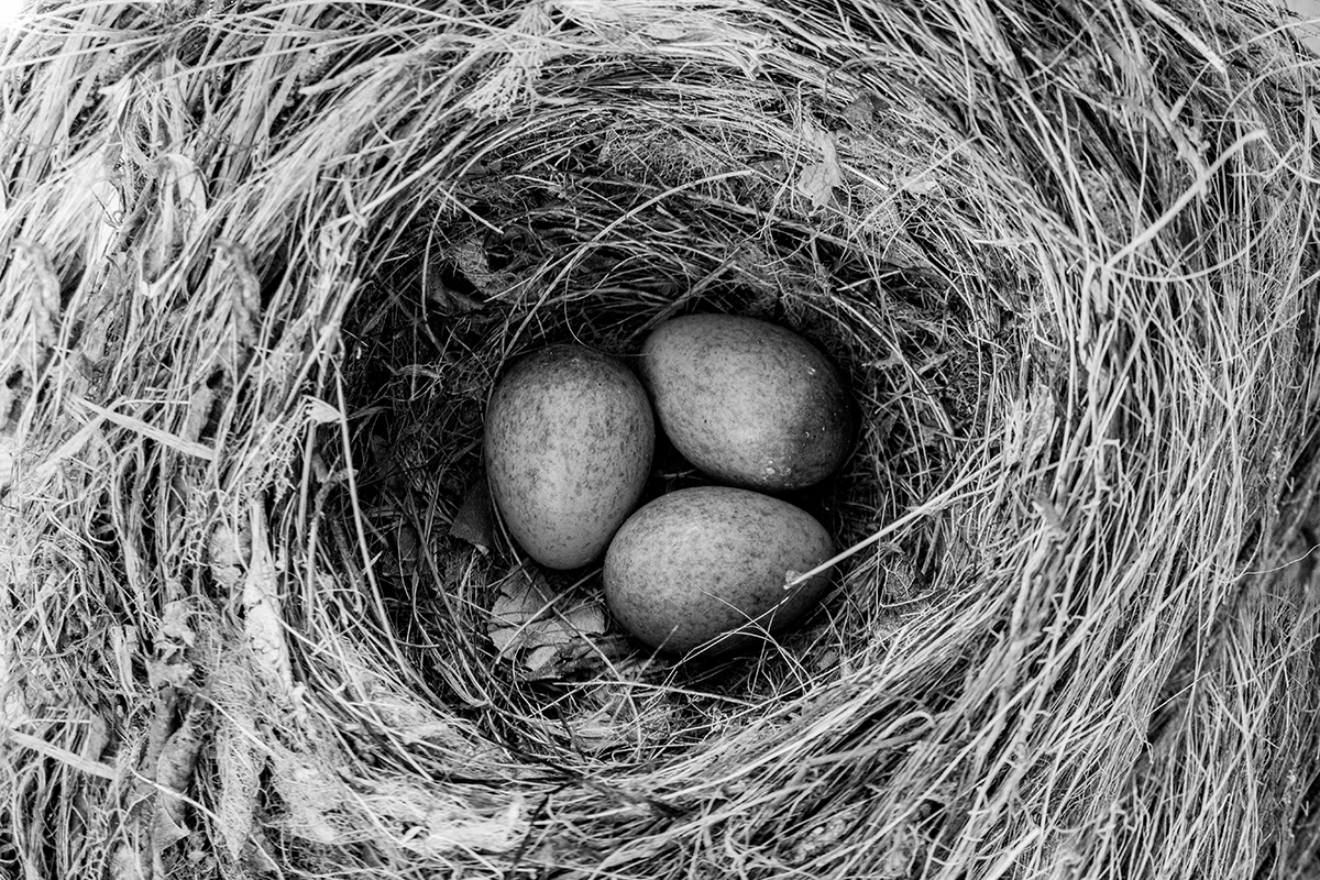 A close-up view of a bird nest with three eggs inside
