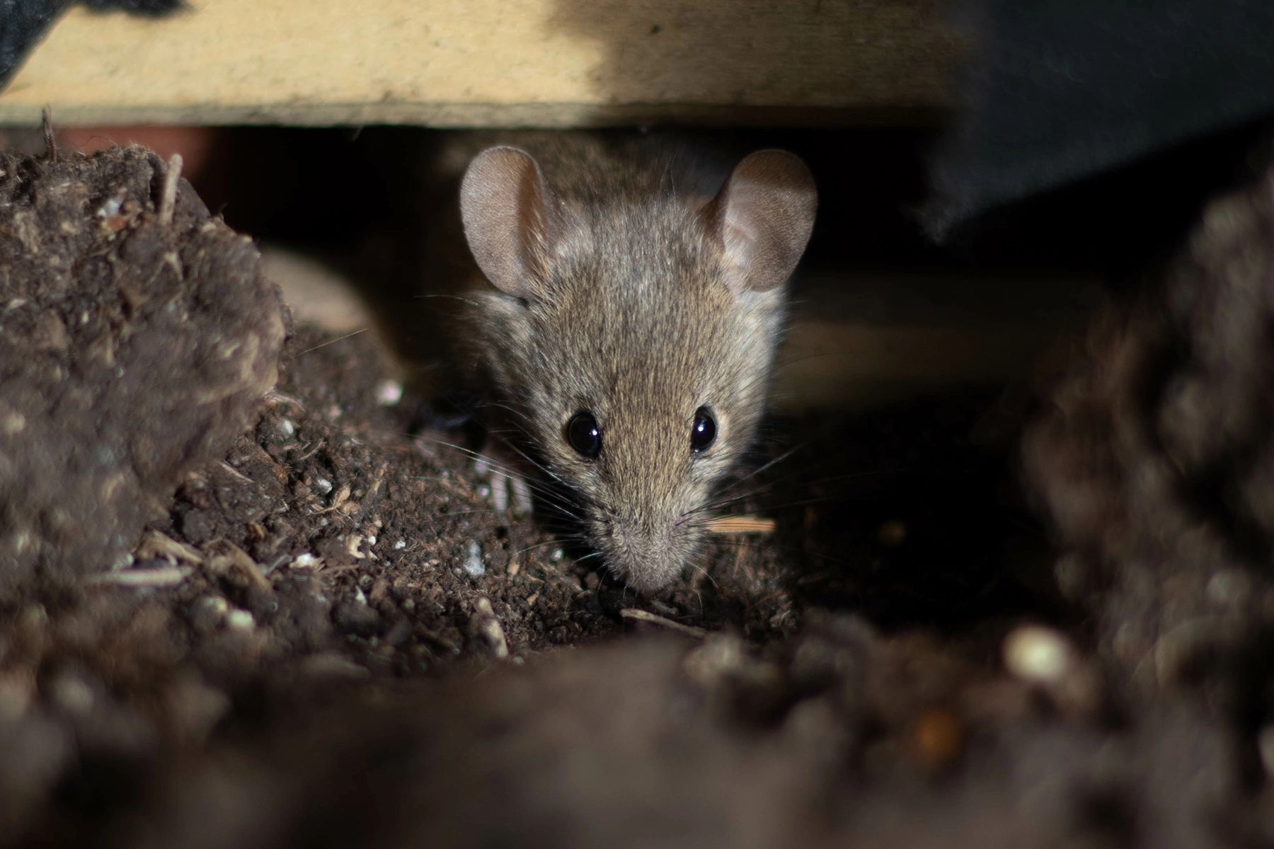A close-up of a mouse crawling through soil beneath a home, showing common signs of rodent intrusion addressed by Peak Pro Home Services in Yakima.