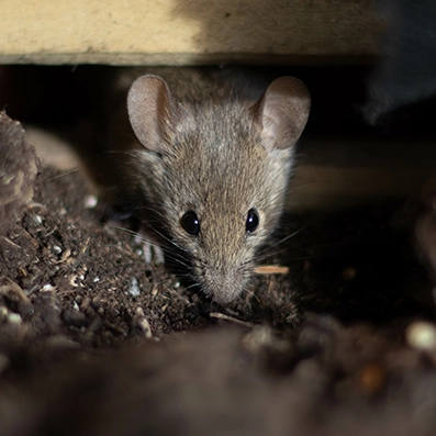 A close-up of a mouse crawling through soil beneath a home, showing common signs of rodent intrusion addressed by Peak Pro Home Services in Yakima.