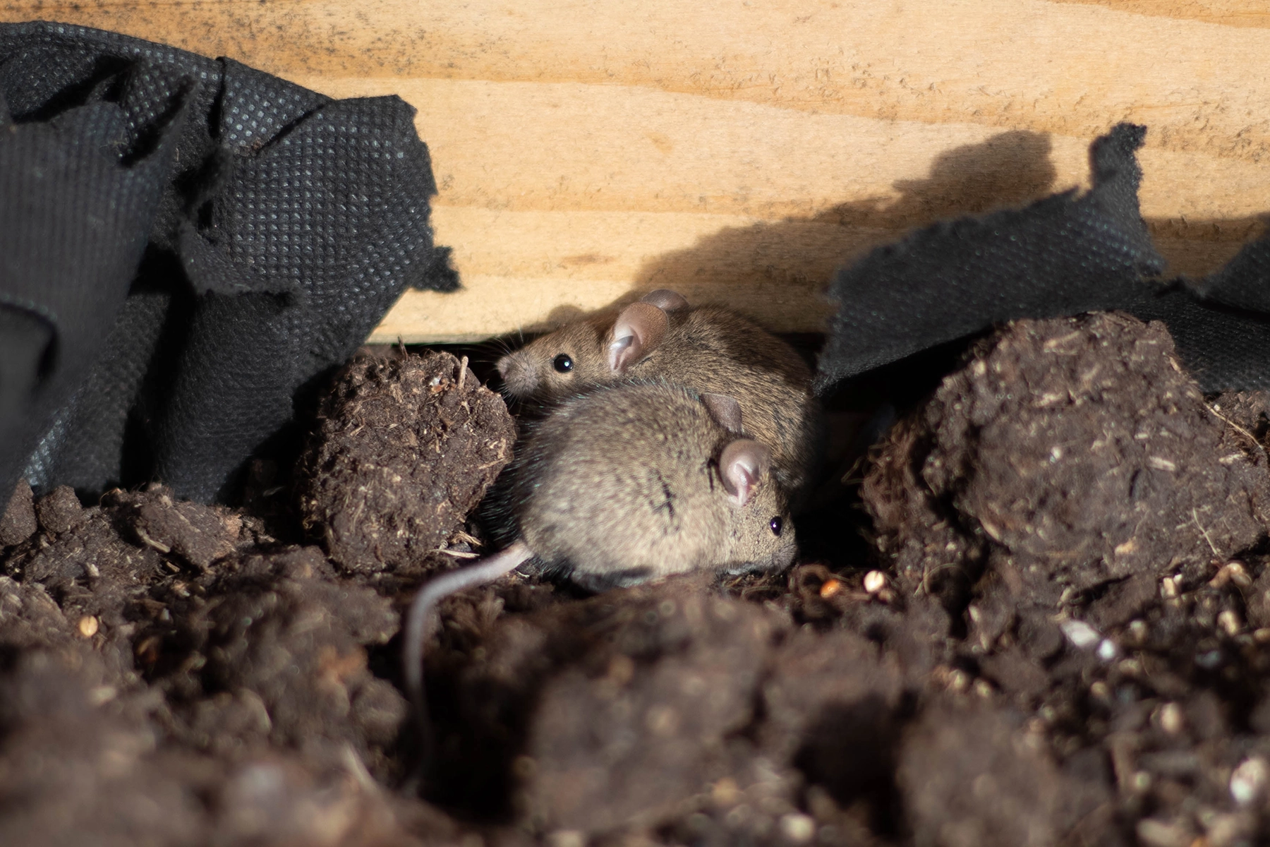 Two mice nesting under a home’s subfloor, illustrating the type of rodent intrusion problems Peak Pro Home Services resolves in Yakima crawl spaces.