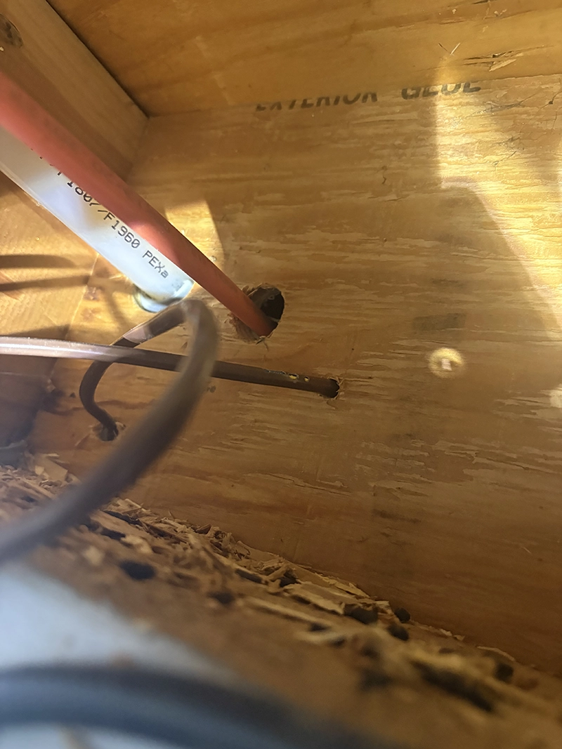 Unsealed holes in a basement wall before remediation, creating easy access points for rodents.