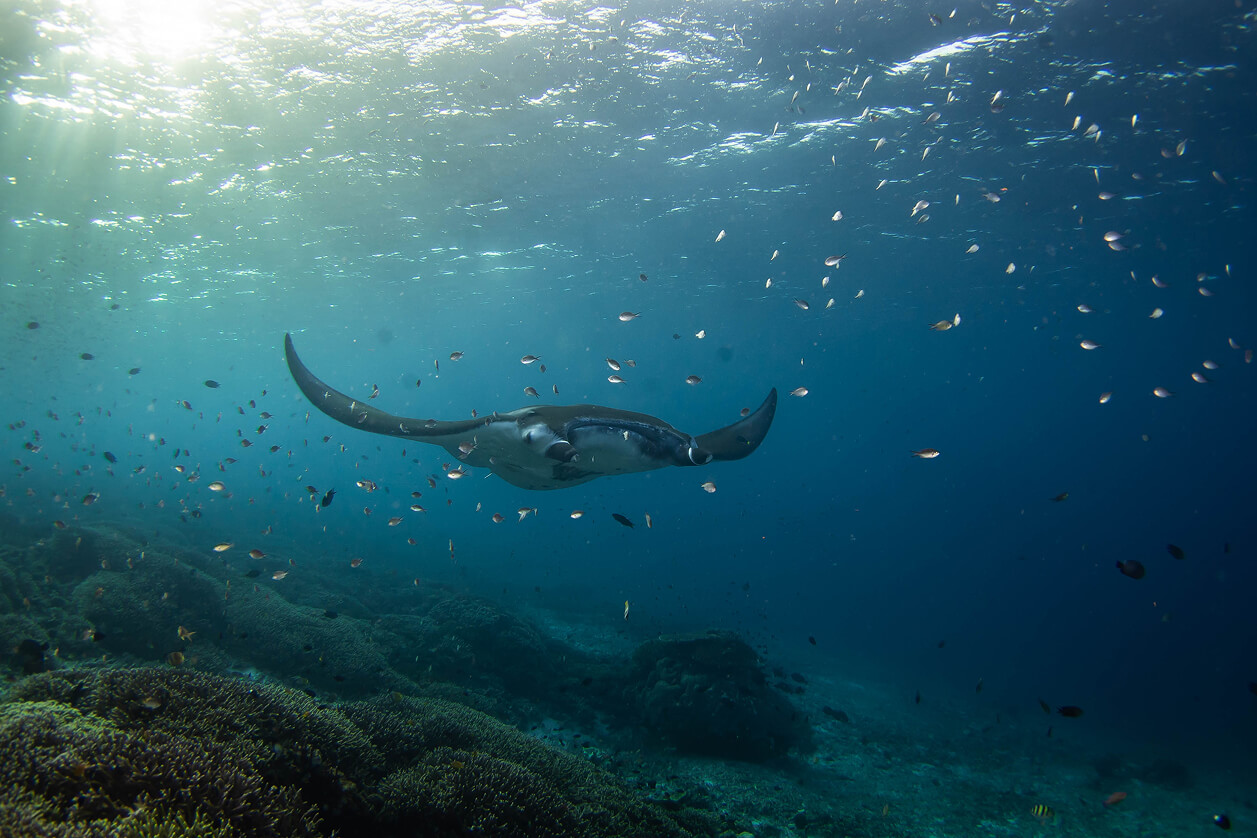 Manta rays soaring through Raja Ampat’s rich seas