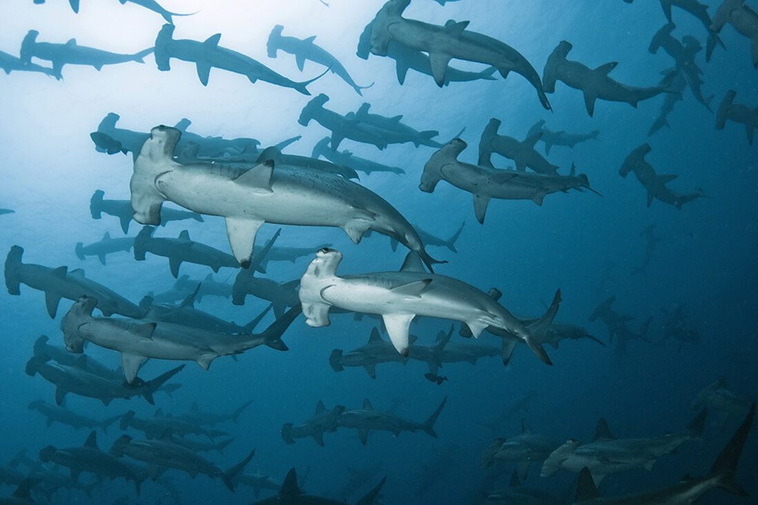 Lucky divers may witness the rare migration of hammerheads