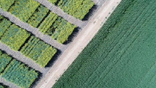 Aerial view of agricultural fields separated by a dirt road, with dense green crops on one side and rows of plants with yellow flowers on the other.