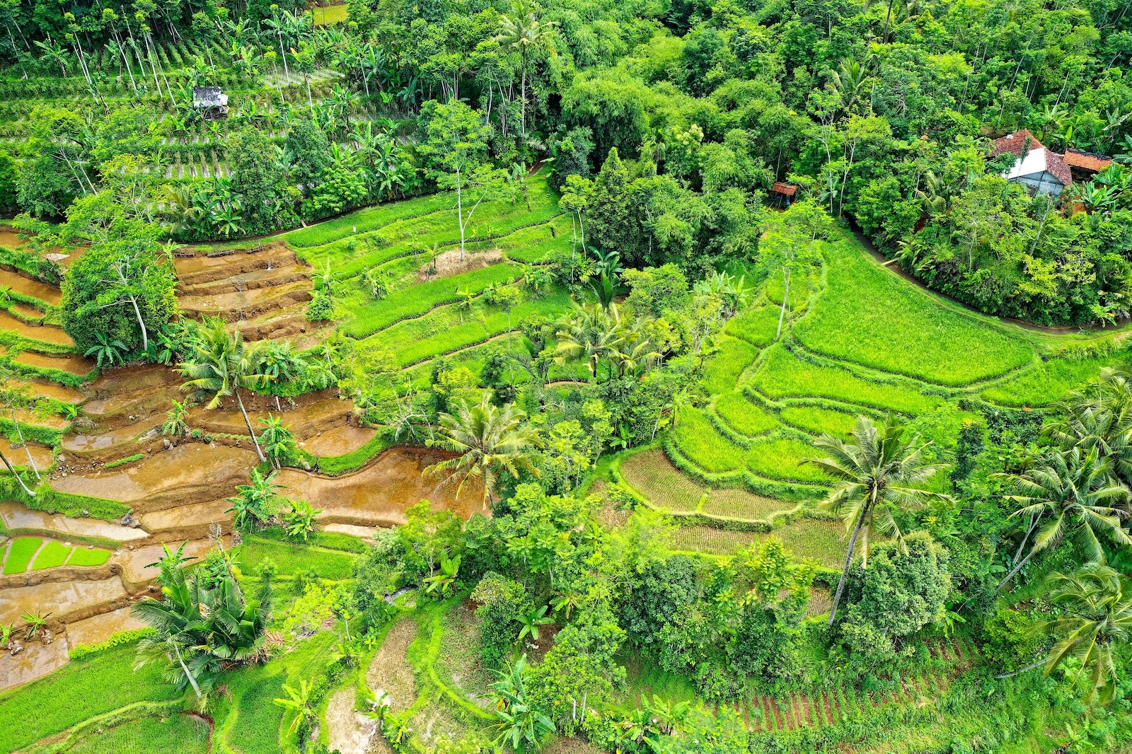 Ubud Highlights Day Tour