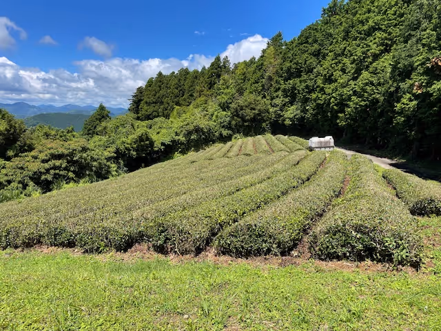Tea plantation with neatly trimmed rows of tea plants under a clear blue sky bordered by dense green trees.