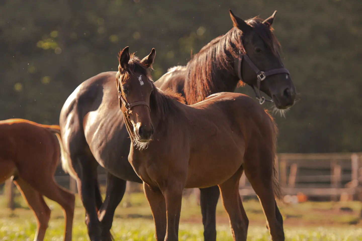 Zwei braune Pferde mit Halfter stehen auf grüner Weide bei Sonnenlicht, im Hintergrund Bäume und Holzzaun.