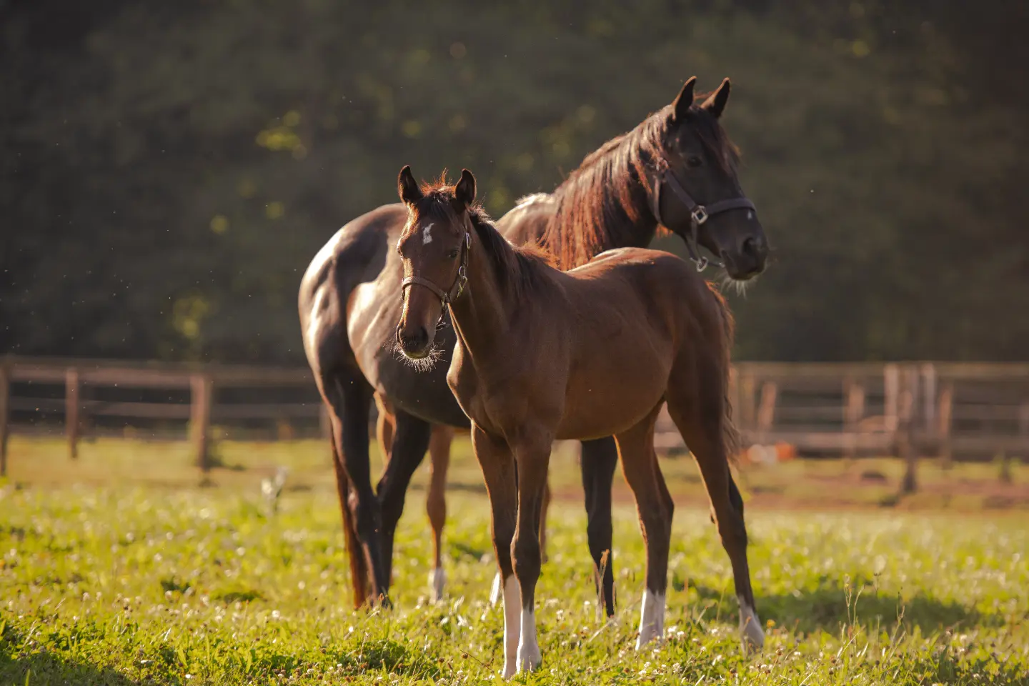 Zwei braune Pferde, eines davon ein Fohlen, stehen auf einer sonnigen Weide mit grasbewachsenem Boden vor einem verschwommenen Zaun.