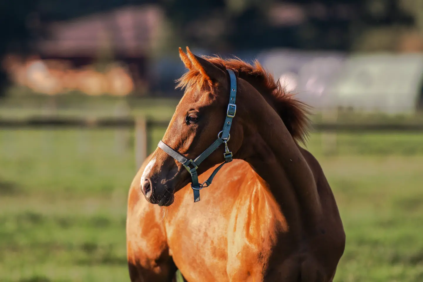 Braunes Pferd mit Halfter steht auf einer grünen Weide.