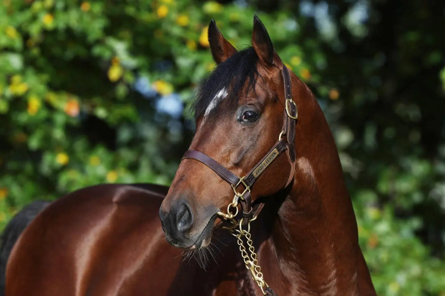 Braunes Pferd mit schwarzer Mähne und Lederhalfter vor grünem Hintergrund.
