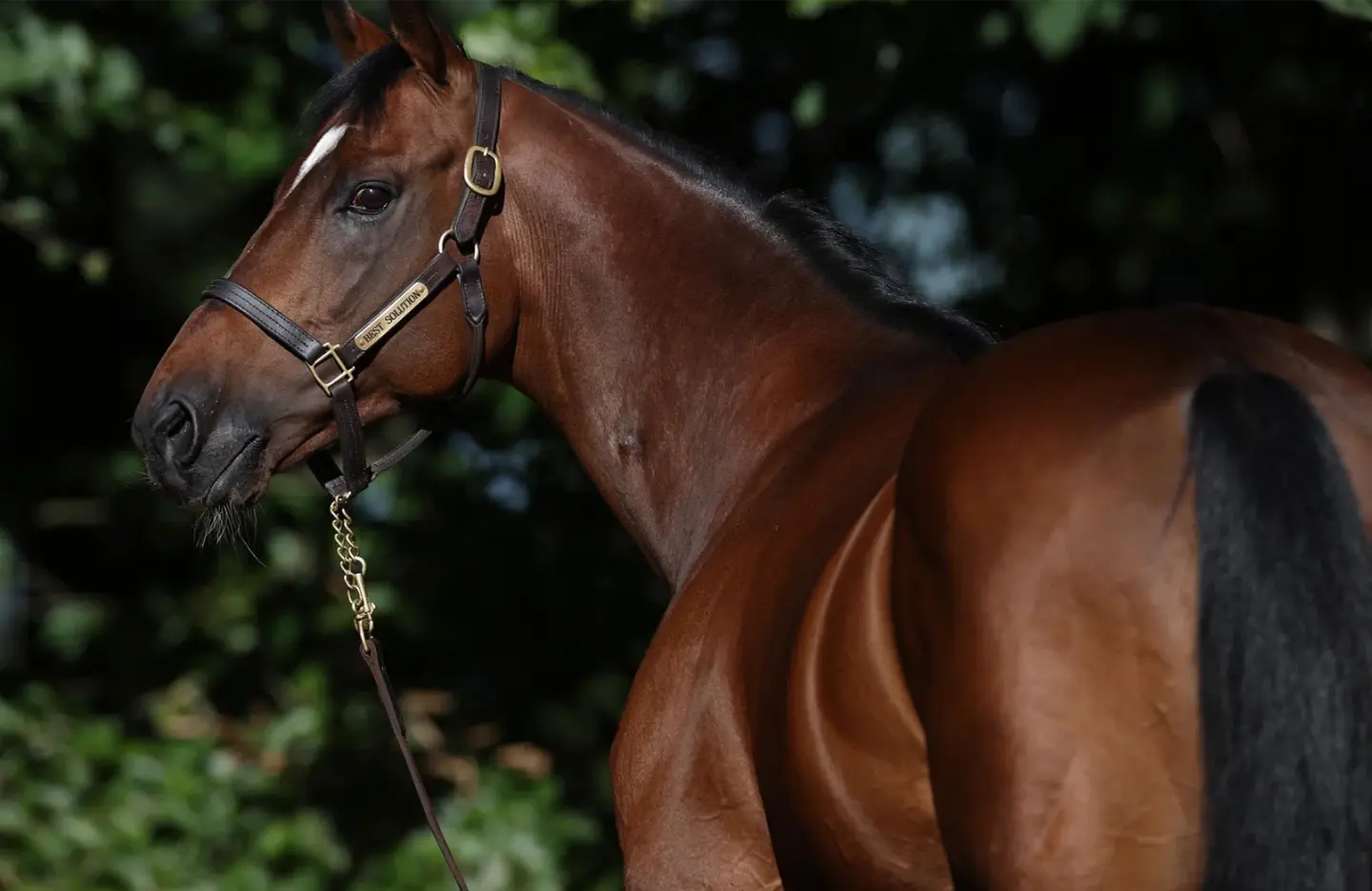 Braunes Pferd mit schwarzer Mähne und Schweif, das einen Ledertack mit goldener Platte trägt.