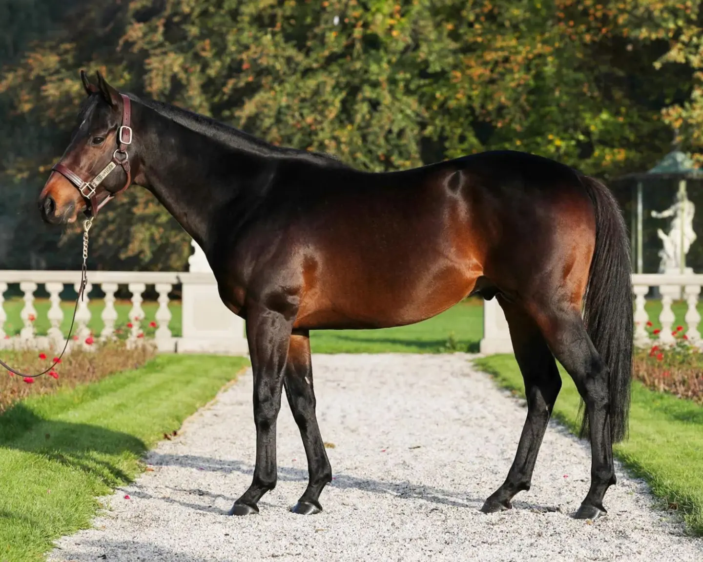Brauner Millowitsch-Hengst steht seitlich auf einem Kiesweg vor einer weißen Balustrade mit Garten und Statuen im Hintergrund.