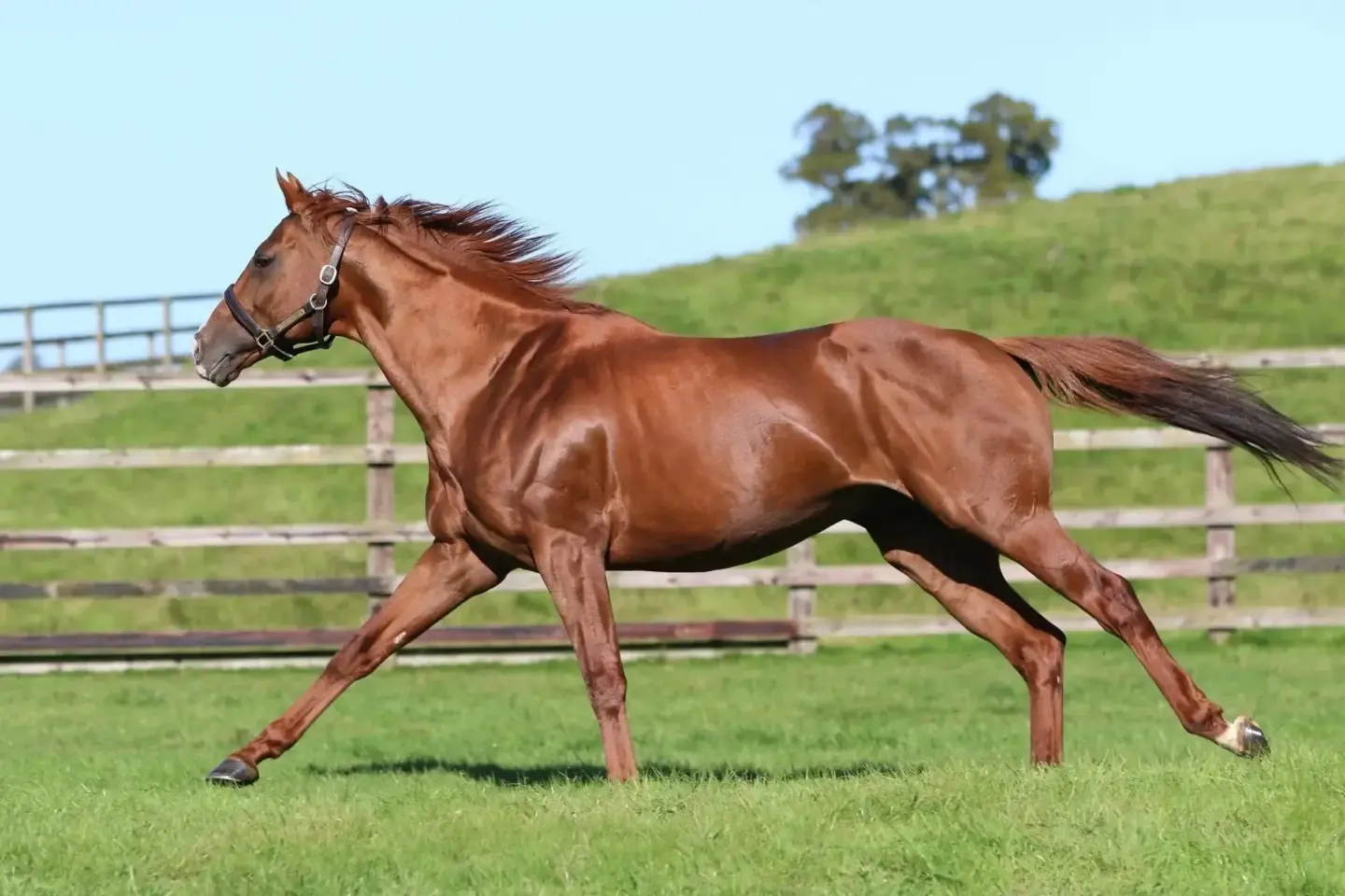 Braunes Pferd läuft über eine grüne Weide vor einem Holzzaun unter blauem Himmel.