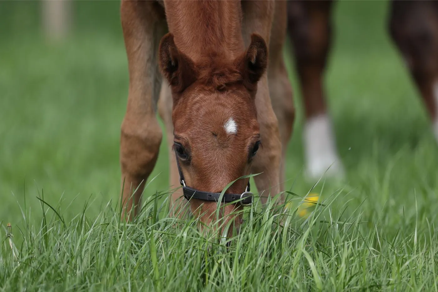 Braunes Fohlen mit weißer Stirnmalung frisst Gras auf einer grünen Weide.