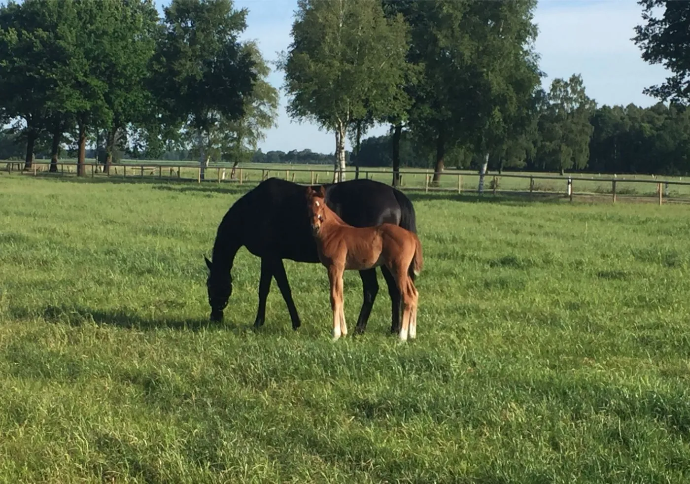 Ein braunes Fohlen steht neben einer grasenden schwarzen Stute auf einer grünen Weide mit Bäumen und Zaun im Hintergrund.