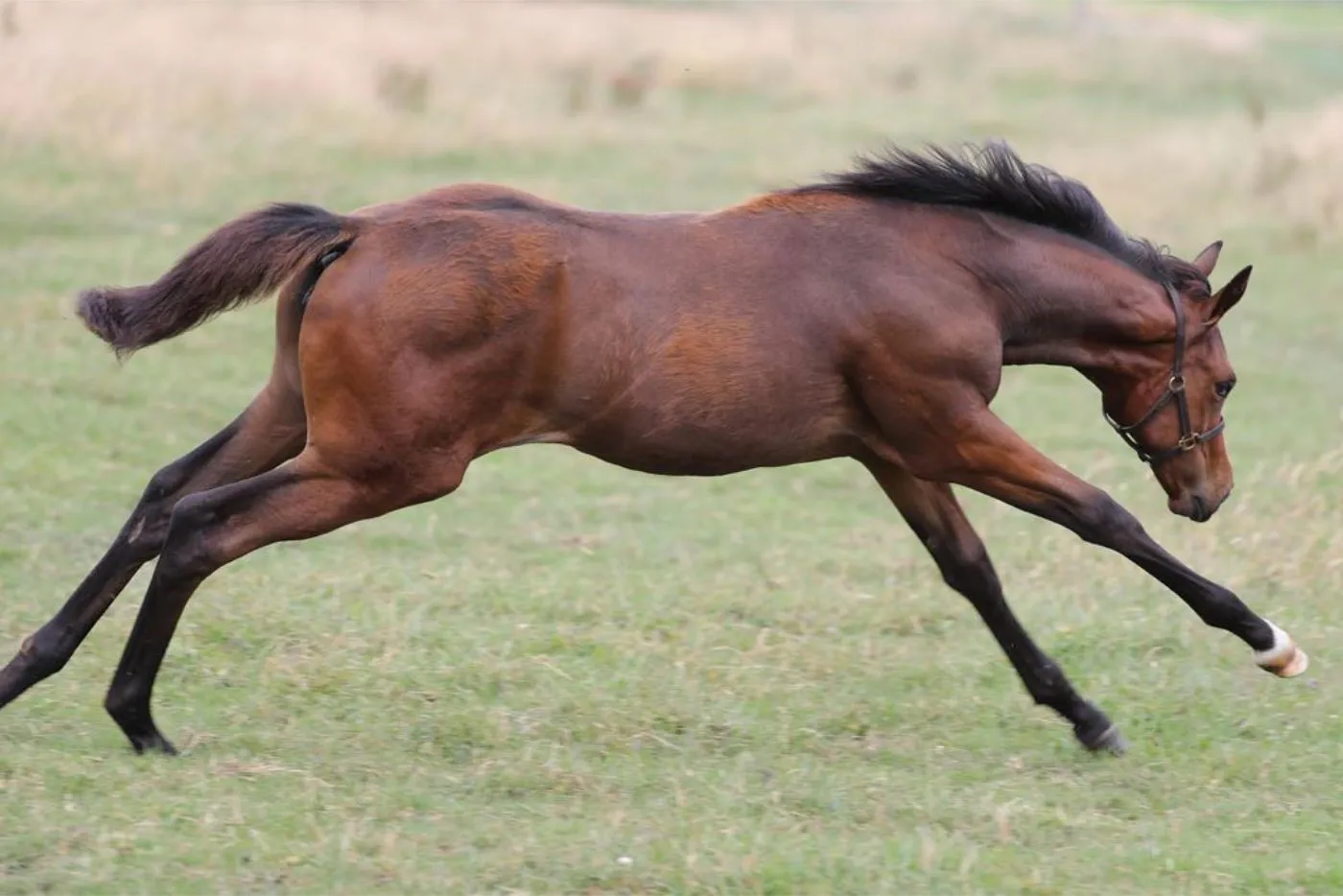 Braunes Pferd mit schwarzer Mähne läuft galoppierend auf einer grünen Wiese.